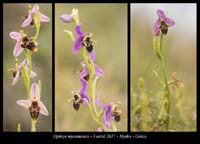 Ophrys-mycenensis2